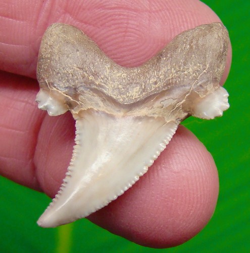Auriculatus shark tooth real - auriculatus,