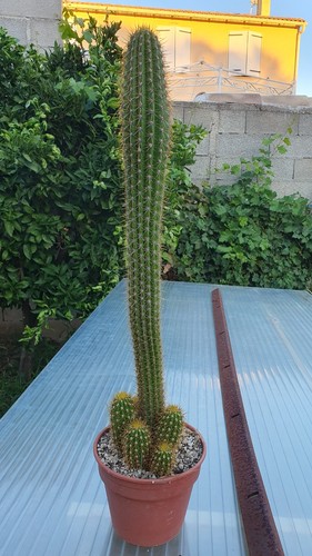 Cactus cierge echinopsis - cactus,