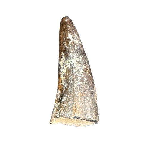 Dent crocodile fossile - dent,
