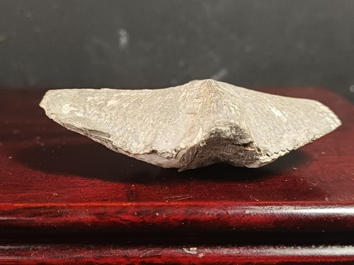 Fossile bivalve spirifer - fossile,