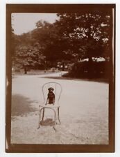 anonymous photo citrate print 1900 small black dog on garden chair snapshot