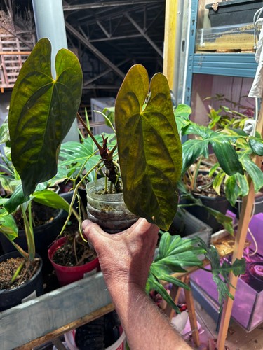 Anthurium papillilaminum self - anthurium,