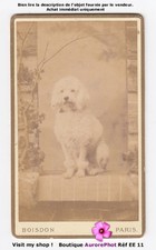 CHIEN CANICHE EN POSE, DOG