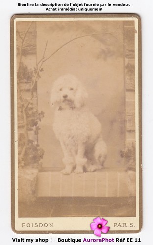 Chien caniche pose dog - chien,