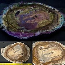 MAGNIFICENTLY FLUORESCENT ( 10 ")  ARAUCARIA PETRIFIED WOOD, MADAGASCAR.