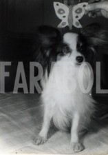 Photo De Presse Vintage Chiens, 1955, Chien Papillon, Tirage 21 X 15 Cm