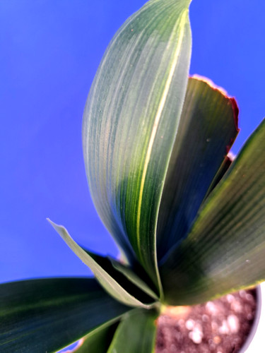 Clivia variegated plant orange - variegated,