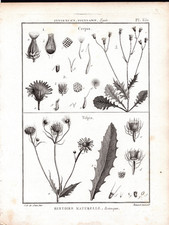 c1790 Genuine Lamarck Botanical Engraving Crepis & Tolpis