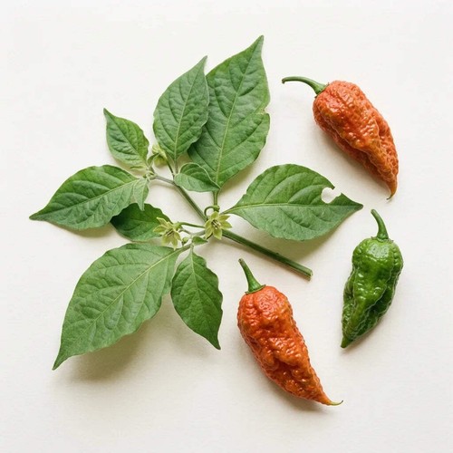 Graines piments bhut - de,
