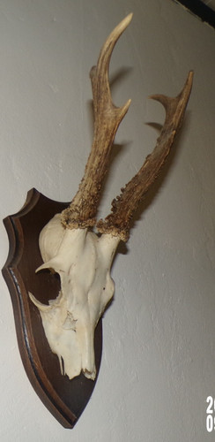 Trophee chasse massacre - trophee,