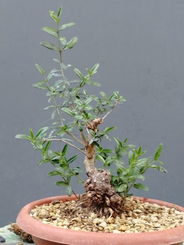 Pré bonsaï olivestre 12 - pré,