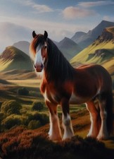 Irish Cob / Clydesdale Horse