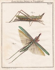 Tab IV Sauterelles Locusts
