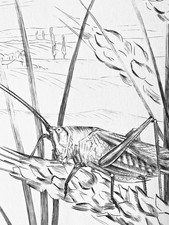 Paul Leuquet – Gravure au