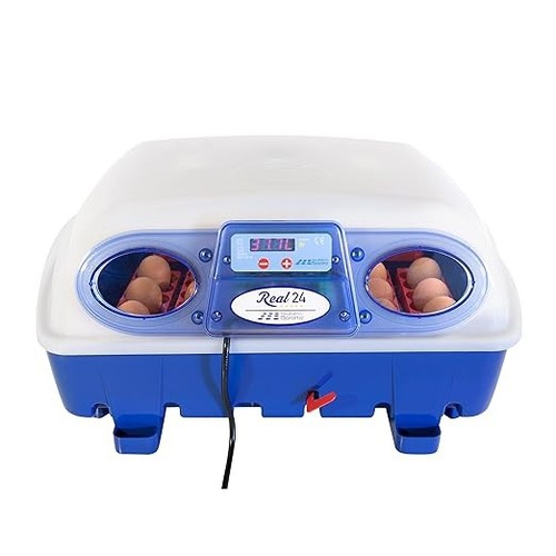 Borotto real incubateur - real, 24