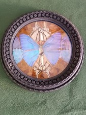 **PAPILLONS IRIDESCENTS DANS