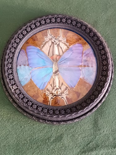 Papillons iridescents dans - **papillons,