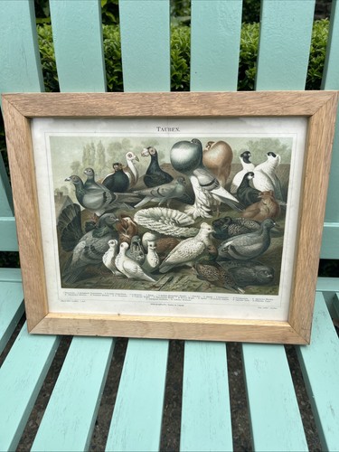 Chromolitho pigeons tauben - pigeons,