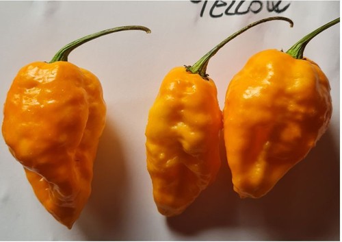 Graines piment jaune - 20, de