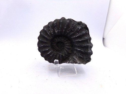 Une belle ammonite fossile - , du