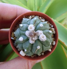 ASTROPHYTUM AS-SEN cactus