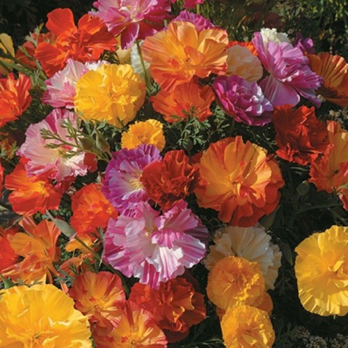 Graines pavot californie - graines, de