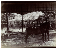 Indochina, Trawmay Hippomobile from Saigon to Cholon Vintage Albumen Print Print Print