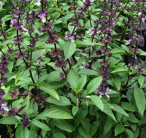Lot graines de - , basilic