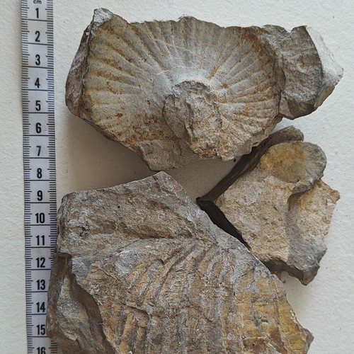 Fossiles ammonite sur - fossiles,