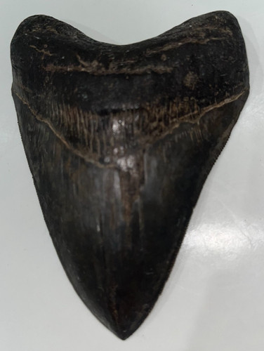 Megalodon shark tooth fossil - megalodon,