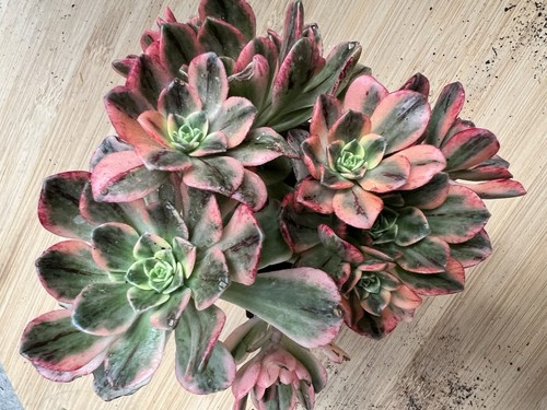 Aeonium green tea - green, lot