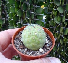TEPHROCACTUS GEOMETRICUS VARIEGATA   cactus copiapoa kakteen ortegocactus cacti2