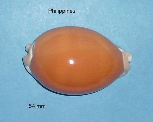 Cypraea aurantium - ,