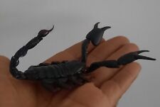 curiosity, shell, insect: huge naturalized scorpion 