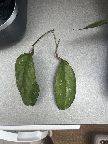 Hoya elephant - cv,