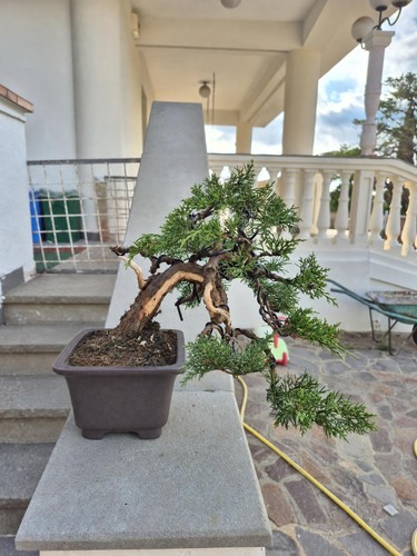 Bonsaï juniperus chinensis - bonsaï,