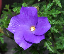5 graines HIBISCUS BLEU
