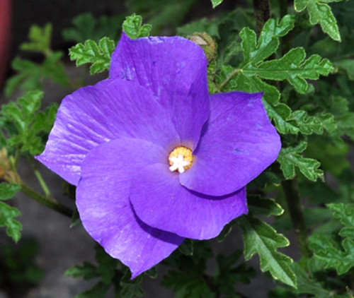 Graines hibiscus bleu - 5,