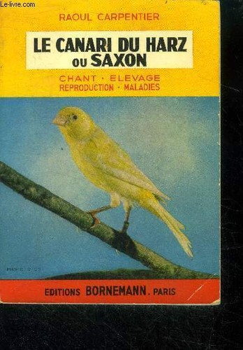 Canari harz saxon - harz,
