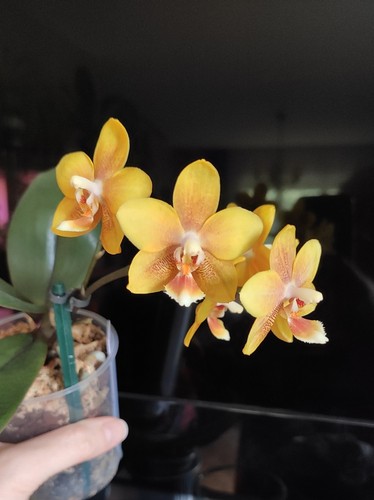 Phalaenopsis yellow - phalaenopsis, "yellow