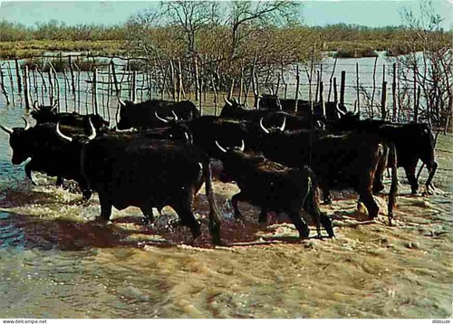 Carte postale animaux - -,
