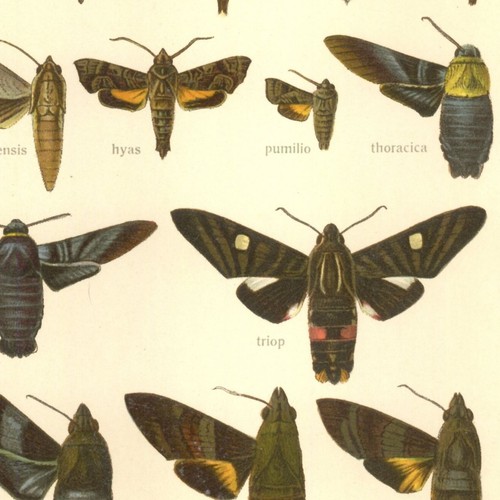 Adalbert seitz papillon - seitz,