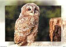 Animaux - Oiseaux - Chouette -