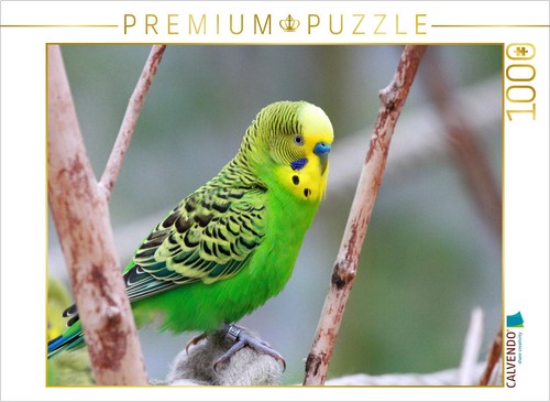 Puzzle calvendo perruche - puzzle,