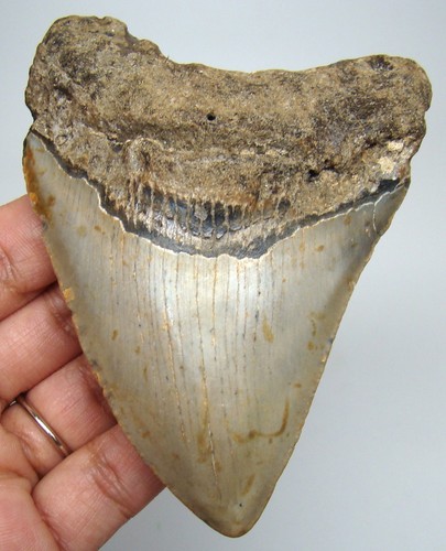 Megalodon shark tooth real - tooth,