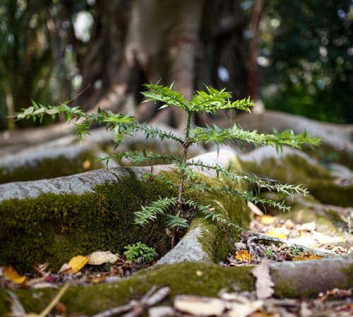 Araucaria bidwillii - ,