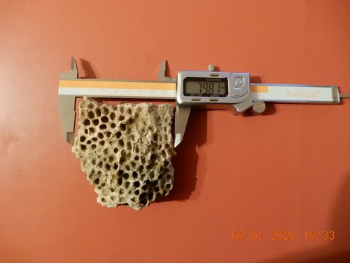 Corail naturel fossile - naturel, rare