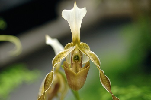 Paphiopedilum