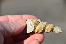 RARE ammonite Mariella essenensis  cenomanien du Pas de Calais.