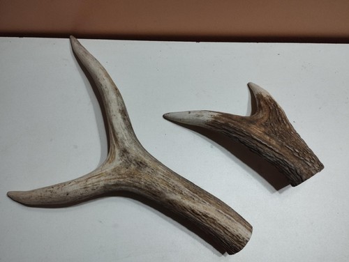 Bois cerf pour - 2,